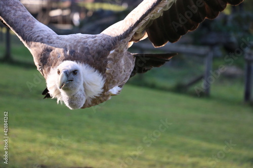 vulture in flight