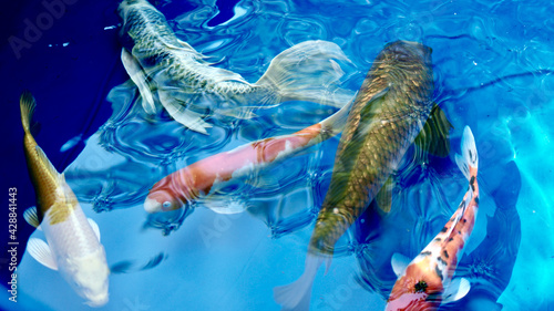 Koi fish in pond