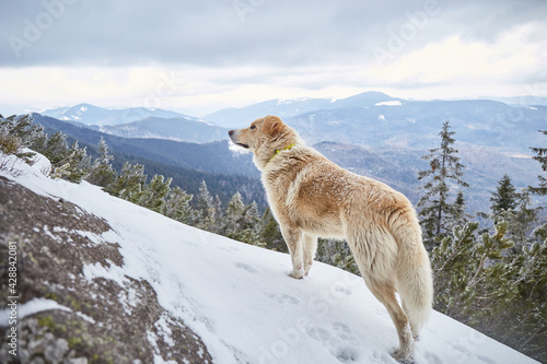 Dog in winter mountains. Dogs that hike. Hiking with dogs. Traveling with a pet. Ukraine  Carpathian Mountains