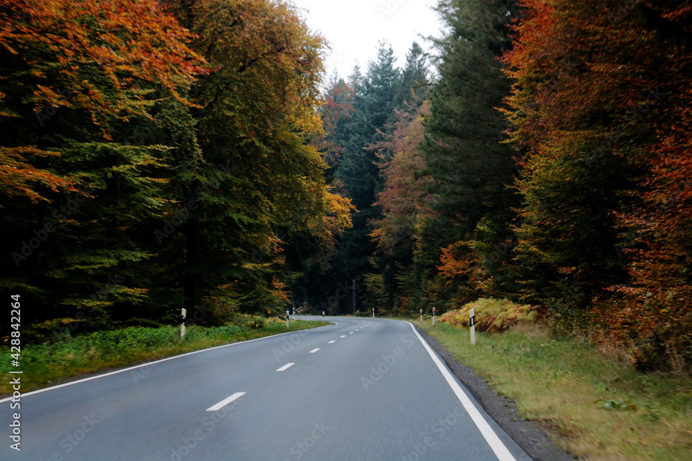 Obraz premium road in fall