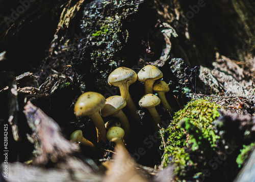 Mushrooms in the forest