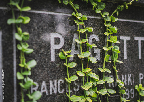 Green ivy on a grave