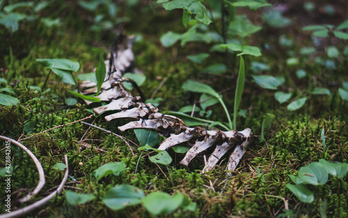 Animal backbone in grass