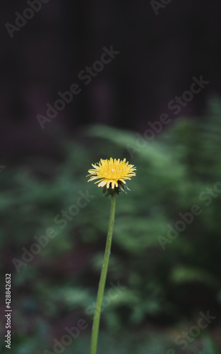 Dandelion flower closeup