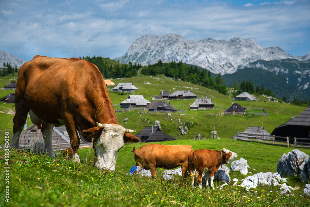 The cows enjoy in the grass. Brown cows on the meadow. Beautiful Slovenia nature. 