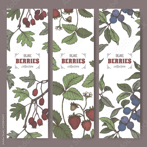 Three labels with Hawthorn, Blackthorn and Garden Strawberry branch color sketch. Berry fruits series.