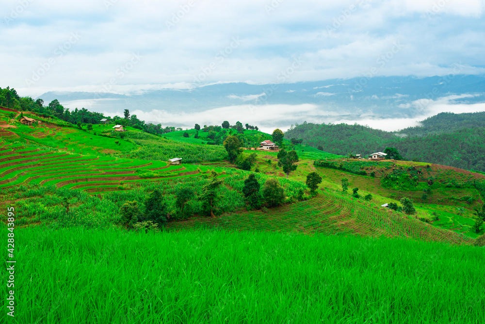 landscape with green field and blue sky at Ban Pa Pong Piang, Chiang Mai where is the most beautiful rice terraces filed of Thailand