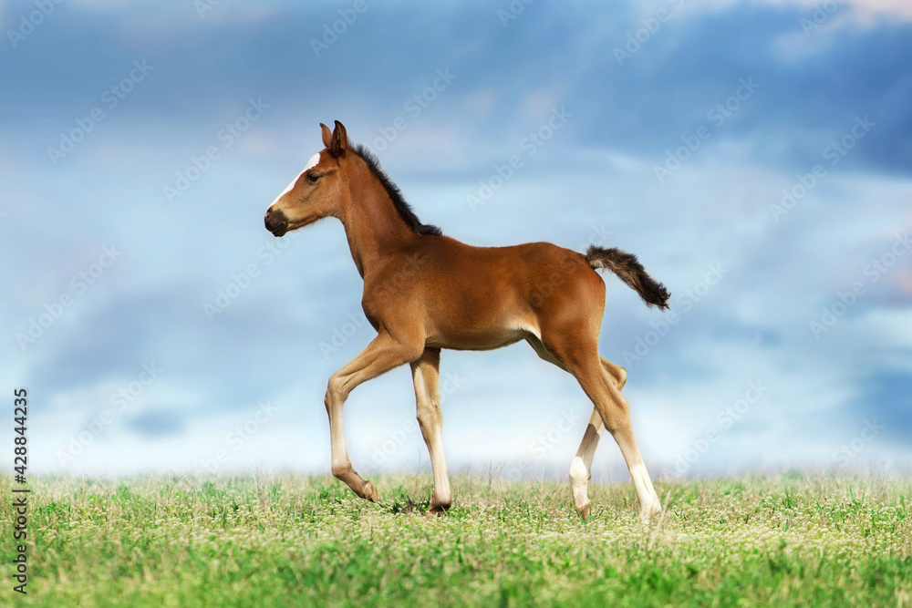 Bay foal run in green meadow Bay foal run in green meadow