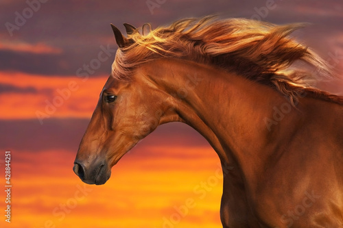 Red horse with long mane close up portrait against sunset sky