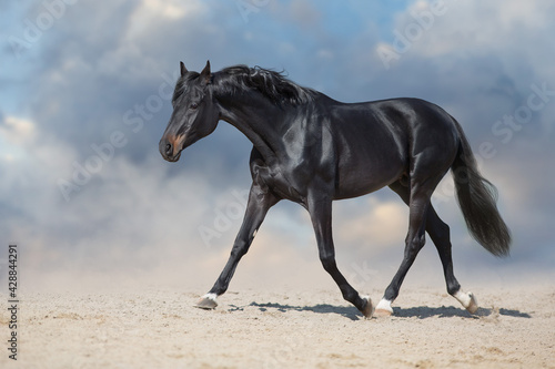 Black stallion run on desert dust against blue background © callipso88