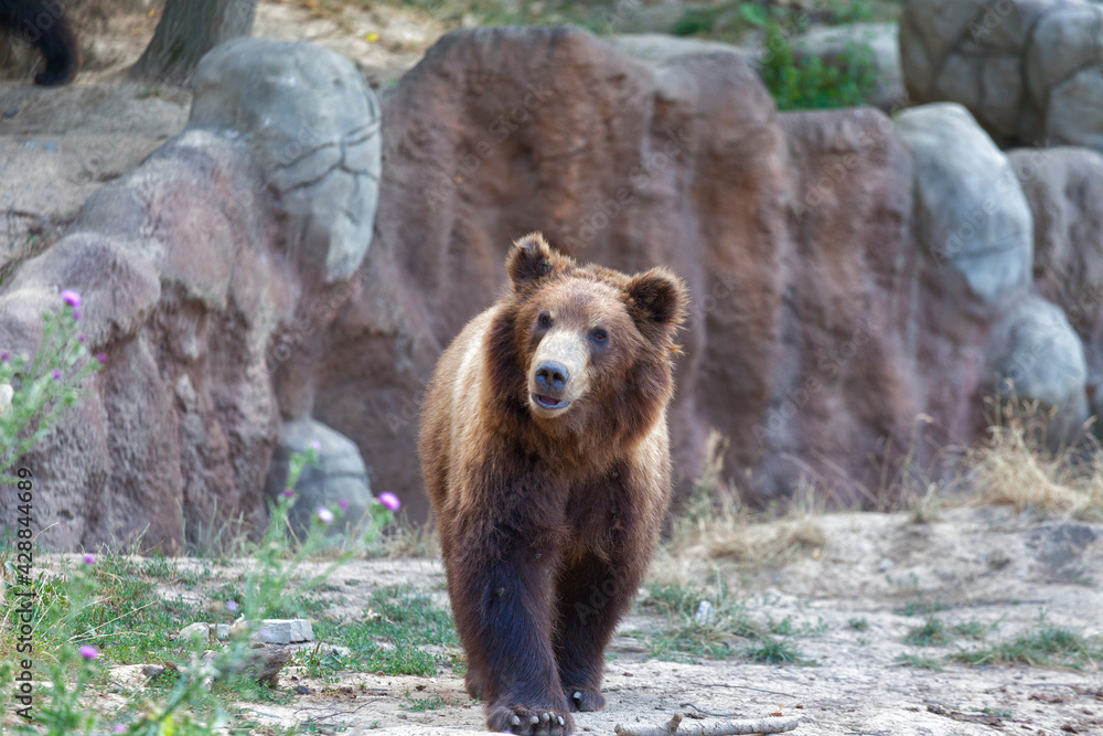 Fototapeta premium Big Kamchatka brown bear among stones
