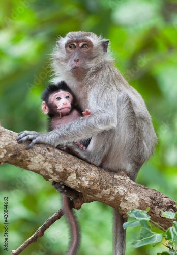 Cub of a monkey with mother on a tree branch against foliage © Shchipkova Elena