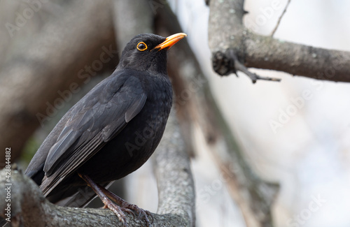 A male blackbird sits on a branch in spring