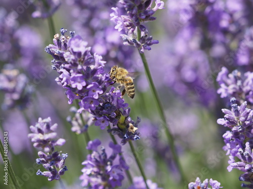 Biene in Lavendelbl  ten