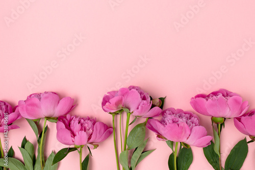 Row of peony flowers on a pink pastel background. Floral frame with place for text.