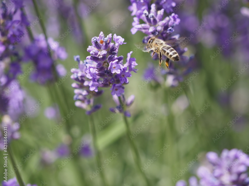 Naklejka premium Biene in Lavendelblüten