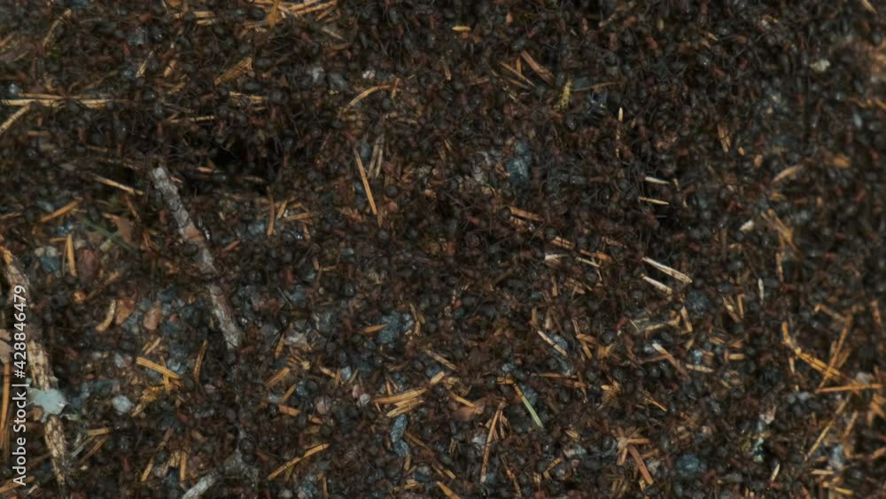 Closeup shot of the ants building a new anthill after winter. Forest. Nature. High quality 4k footage Closeup shot of the ants building a new anthill after winter. Forest. Nature. High quality 4k footage