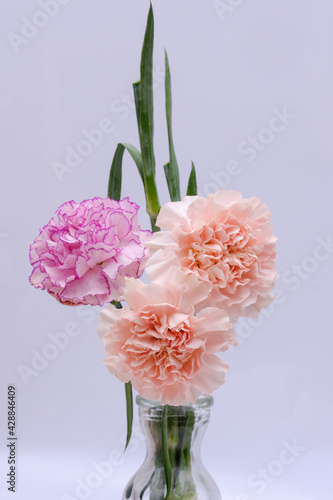 Three pink and cream carnation flowers in a vase with green leaves on a gray background.