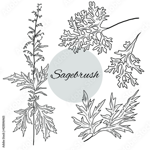 Sagebrush illustrations set, hand drawn vector illustration of sagebrush plant, herbal plants, sagebrush leaves, branch
