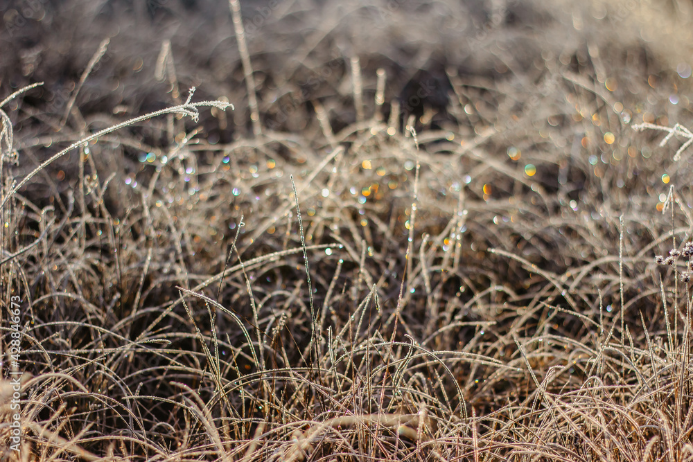 Fototapeta premium Cold frosty winter morning.Dry frozen grass on meadow natural outdoors bokeh.Blurry nature background.Bright bokeh pattern.Defocused abstract wallpaper.Glitter lights.Cold weather on sunny day.