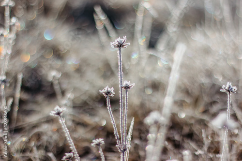 Cold frosty winter morning.Dry frozen plants on meadow natural outdoors bokeh.Blurry nature background.Bright bokeh pattern.Defocused abstract wallpaper.Glitter lights.Cold weather on sunny day. © Eva