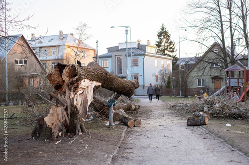 Large fallen tree in public park in Tallinn Estonia. Dangerous old rotten tree fallen on kids playground during heavy winds. photo