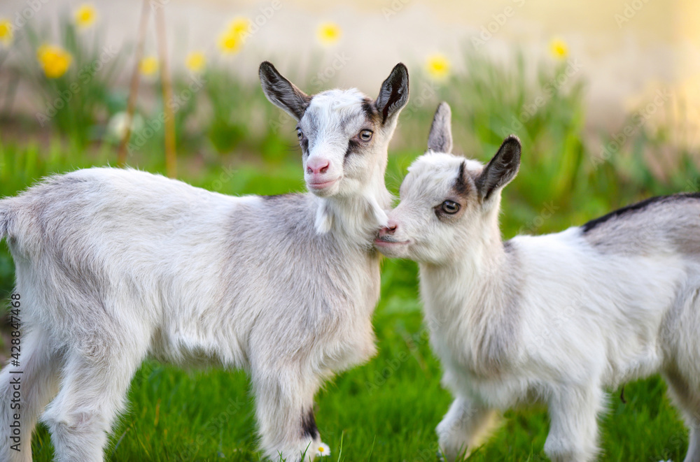 Two white baby goats standing on green lawn Two white baby goats standing on green lawn