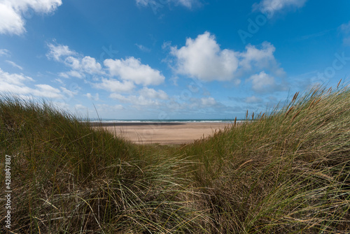 Saunton Sands, North Devon, UK. Grass on dunes, in the background beach at sunny day with blue sky.
 photo