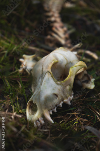 photography of a fox skull in nature