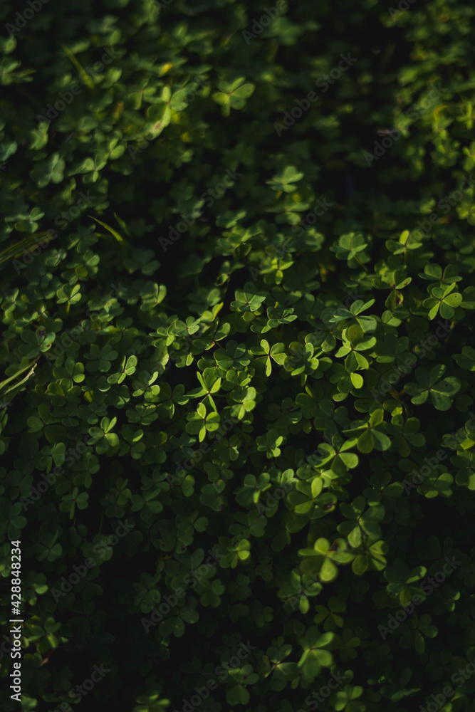 Photography with 50 mm field of clovers
Photography with 50 mm field of clovers