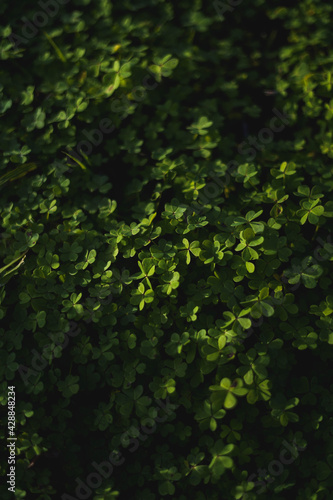 Photography with 50 mm field of clovers
