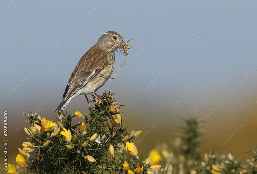 Ταπετσαρία A pretty female Linnet, Linaria cannabina, perching on a Gorse Bush in flower with a beak full of nesting material