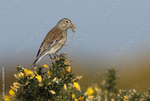 Tableau sur toile A pretty female Linnet, Linaria cannabina, perching on a Gorse Bush in flower with a beak full of nesting material