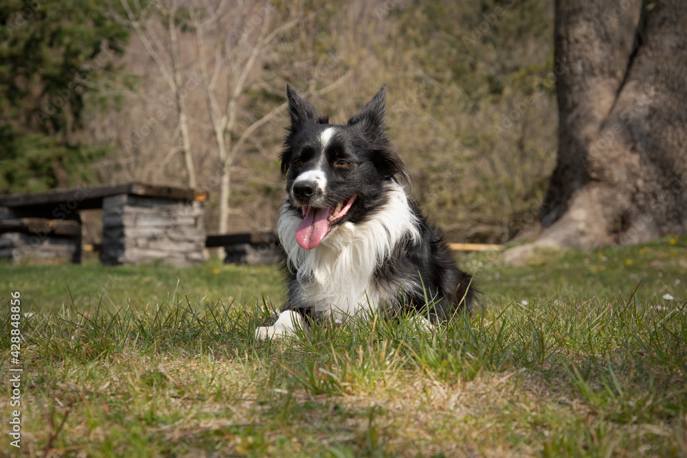 A beautiful border collie puppy relaxes lying in the woods