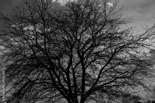Großer Baum ragt in dem Himmel, schwarz-weiß