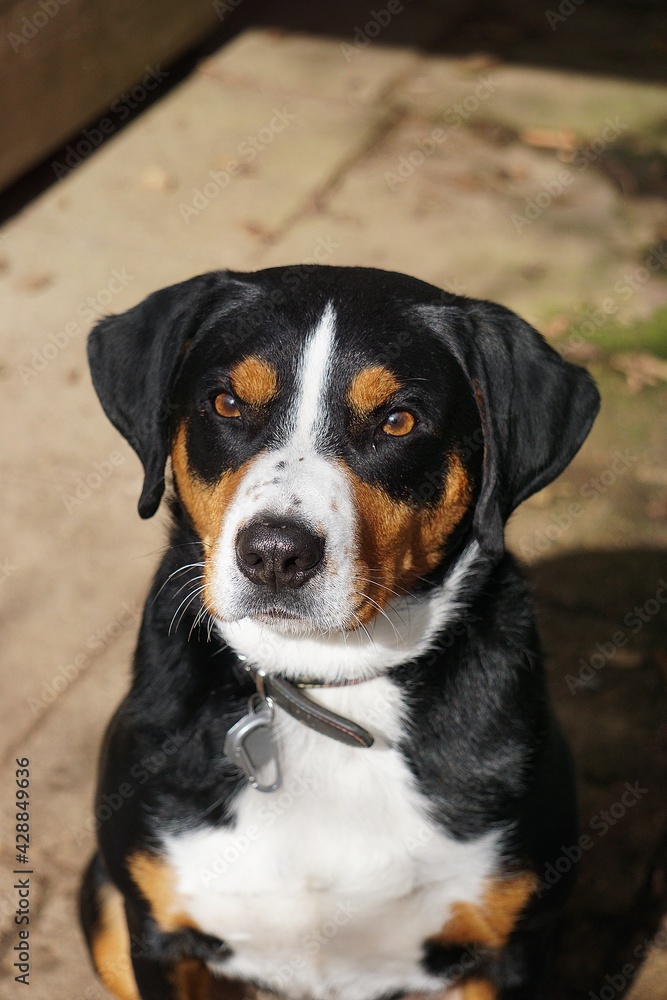 beautiful head portrait of an appenzeller dog beautiful head portrait of an appenzeller dog