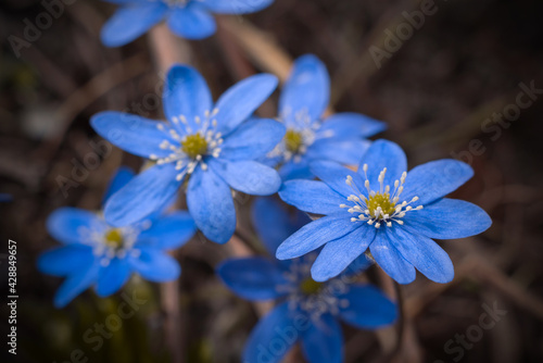blue flowers of hepatica nobilis