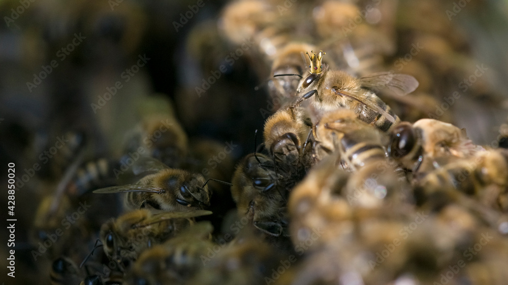 Bienenkönigin Bienenkönigin
