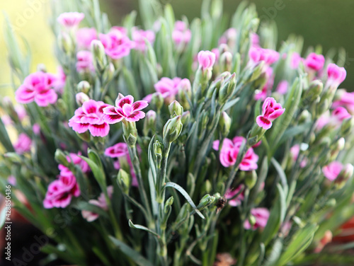 Bunch of small carnations flowers   Dianthus caryophyllus   potted plant on the balcony  close up  soft focus