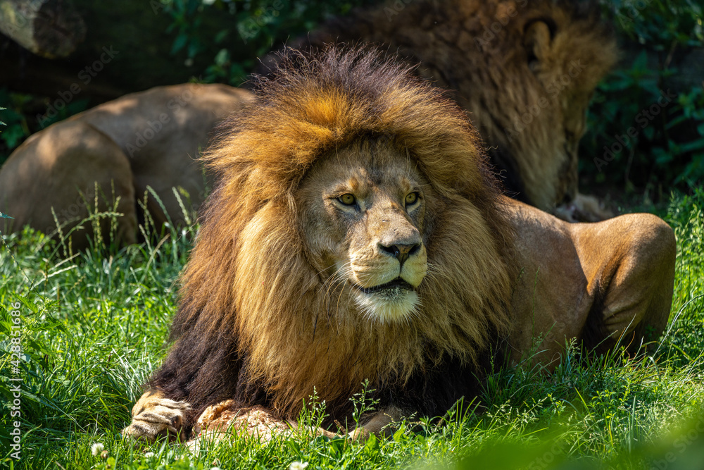 The lion, Panthera leo is one of the four big cats in the genus Panthera The lion, Panthera leo is one of the four big cats in the genus Panthera