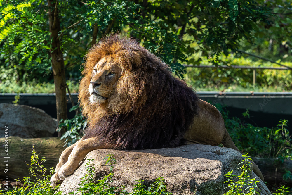 Naklejka premium The lion, Panthera leo is one of the four big cats in the genus Panthera