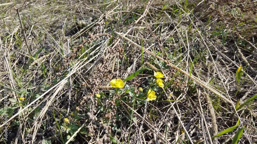 First spring flowers of kaluzhnitsa in early spring