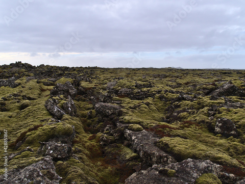 Beautiful sparse landscape with lava field with rocky fissures covered by green moss and lichens near Grindavik, Reykjanes peninsula, Iceland on cloudy winter day.