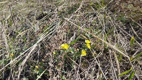 First spring flowers of kaluzhnitsa in early spring photo