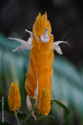 Closeup of Beloperone plumbaginifolia flower from Mexico. It is a species of Justicia. photo