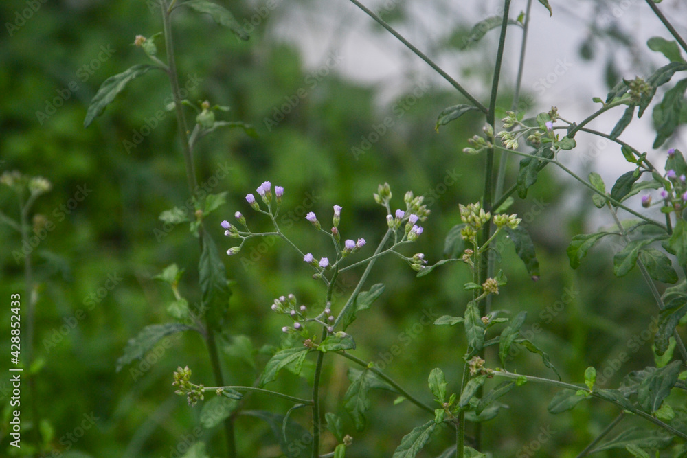 Photo of Green Grass And Small Purple Flowers Photo of Green Grass And Small Purple Flowers