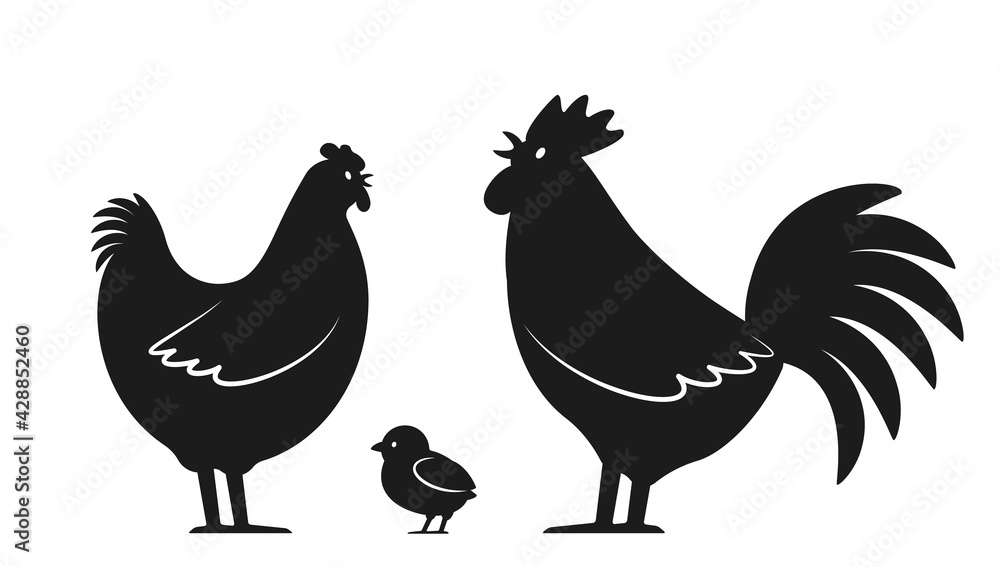 Set of domestic birds from the farm. Rooster, chicken and hen. template for the poultry farm.