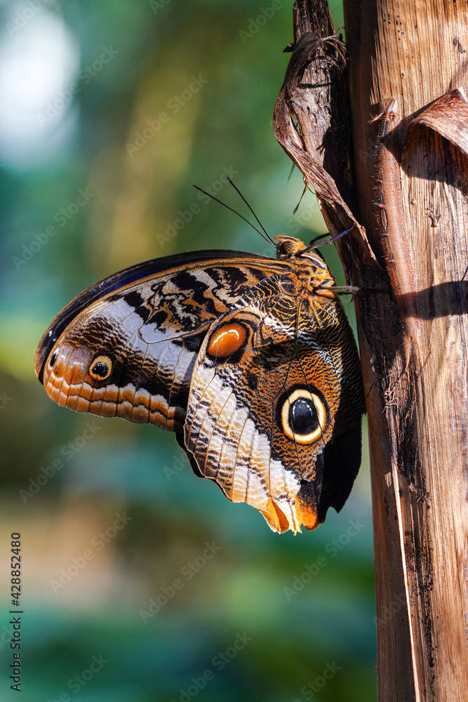 Owl butterfly ,caligo eurilochus. beautiful brown butterfly Owl butterfly ,caligo eurilochus. beautiful brown butterfly