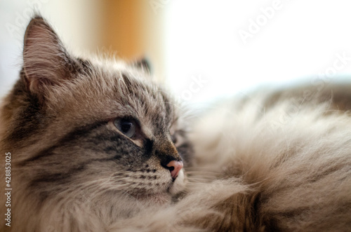 Big fluffy cat lies on the windowsill