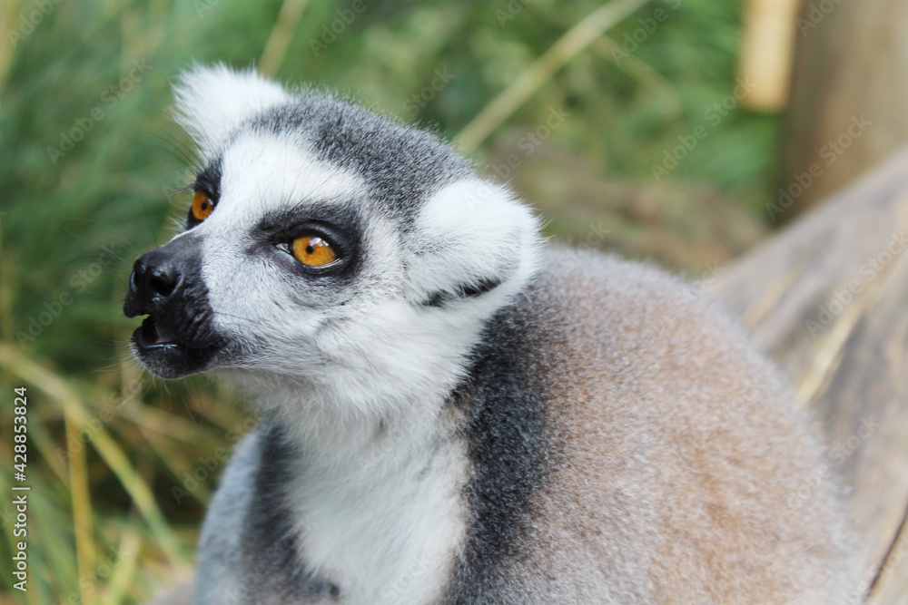 Obraz premium Ring tailed lemur